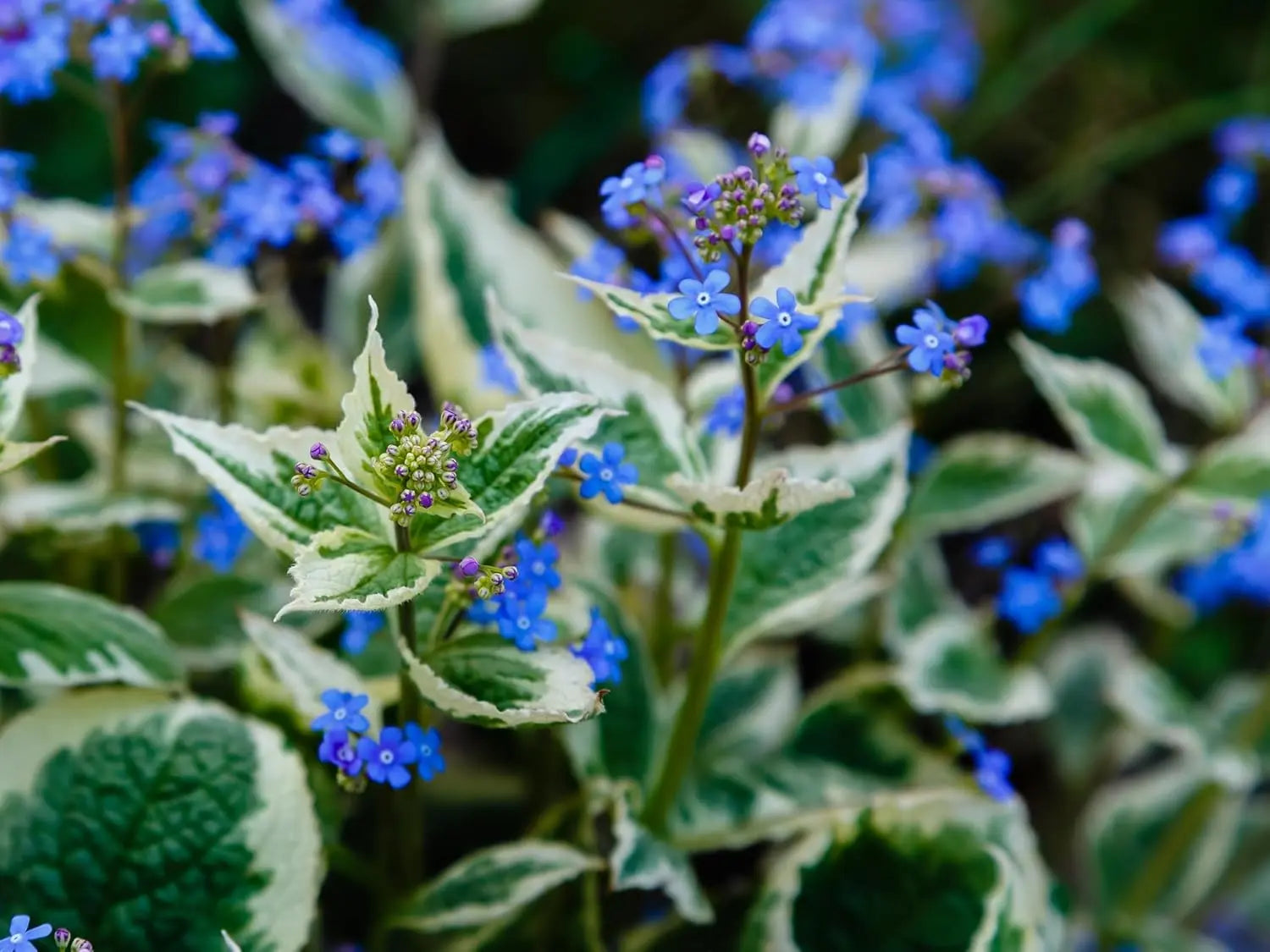 Bunter Kaukasus Vergissmeinnicht (Brunnera macrophylla 'Variegata') Staude mit grün-weiß variierten Blättern, Stauden Gänge