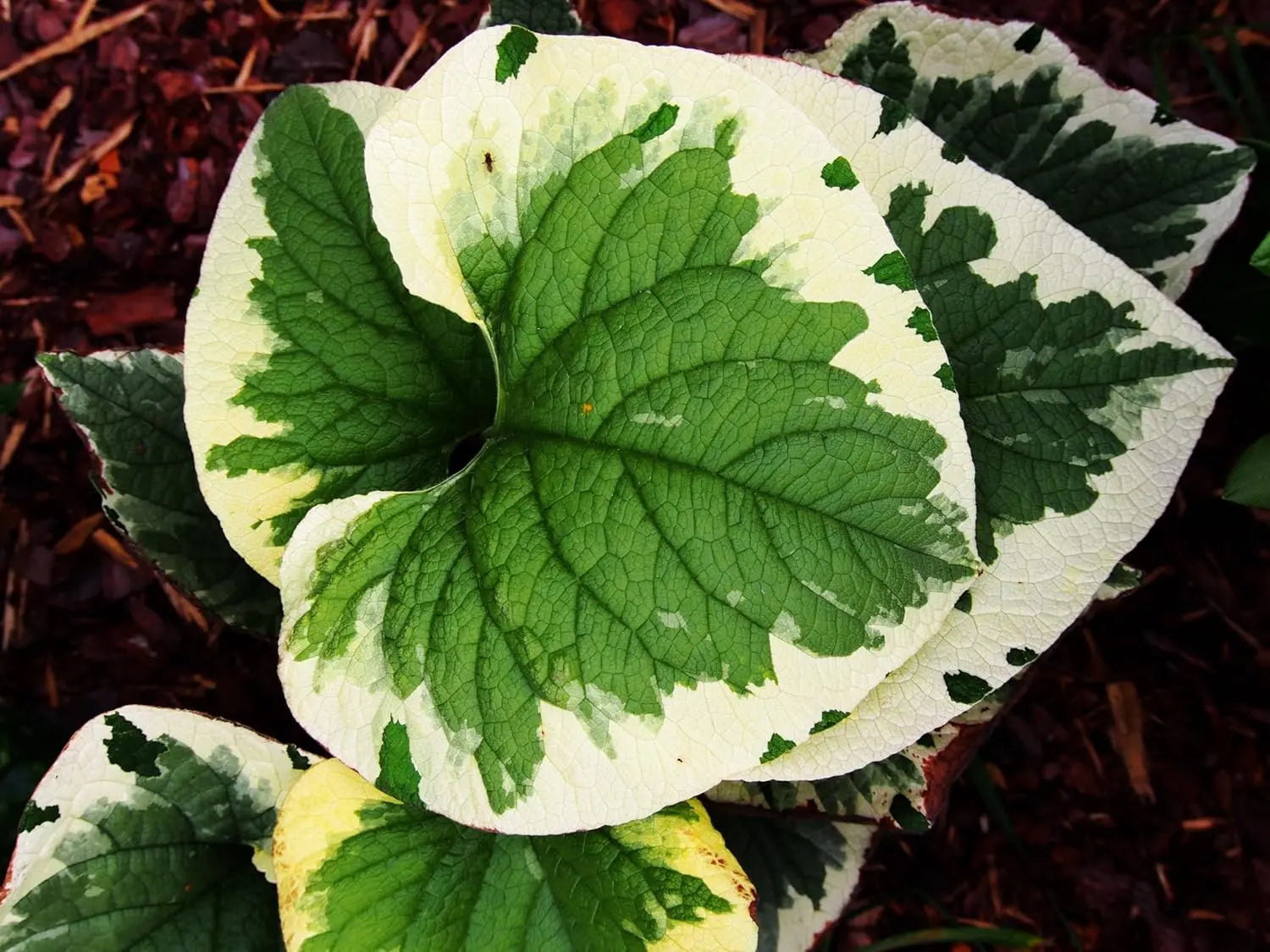 Buntlaubige Staude Brunnera macrophylla 'Variegata' vom Gartenfachhandel Stauden Gänge, blühende Kaukasus Vergissmeinnicht.