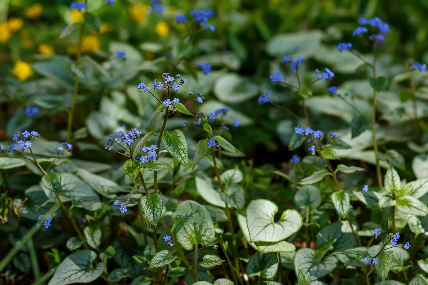 Brunnera macrophylla 'Variegata' - Kaukasus Vergissmeinnicht Staude mit grün-weiß variierten Blättern, im Garten.