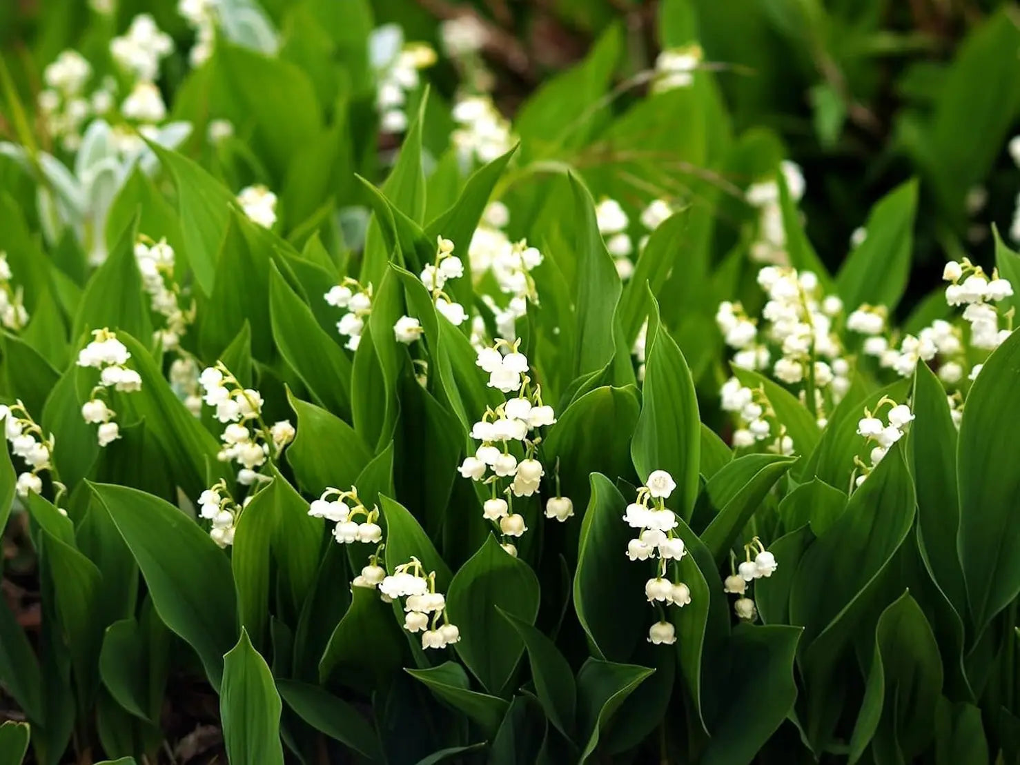 Maiglöckchen Staude von Stauden Gänge mit weißen, glockenförmigen Blüten und grünen Blättern, nah aufgenommen