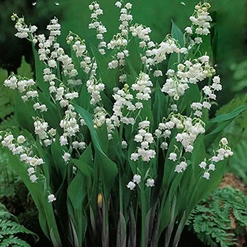 Maiglöckchen Staude Convallaria majalis von Stauden Gänge, grüne Blätter und weiße Blüten in natürlicher Umgebung
