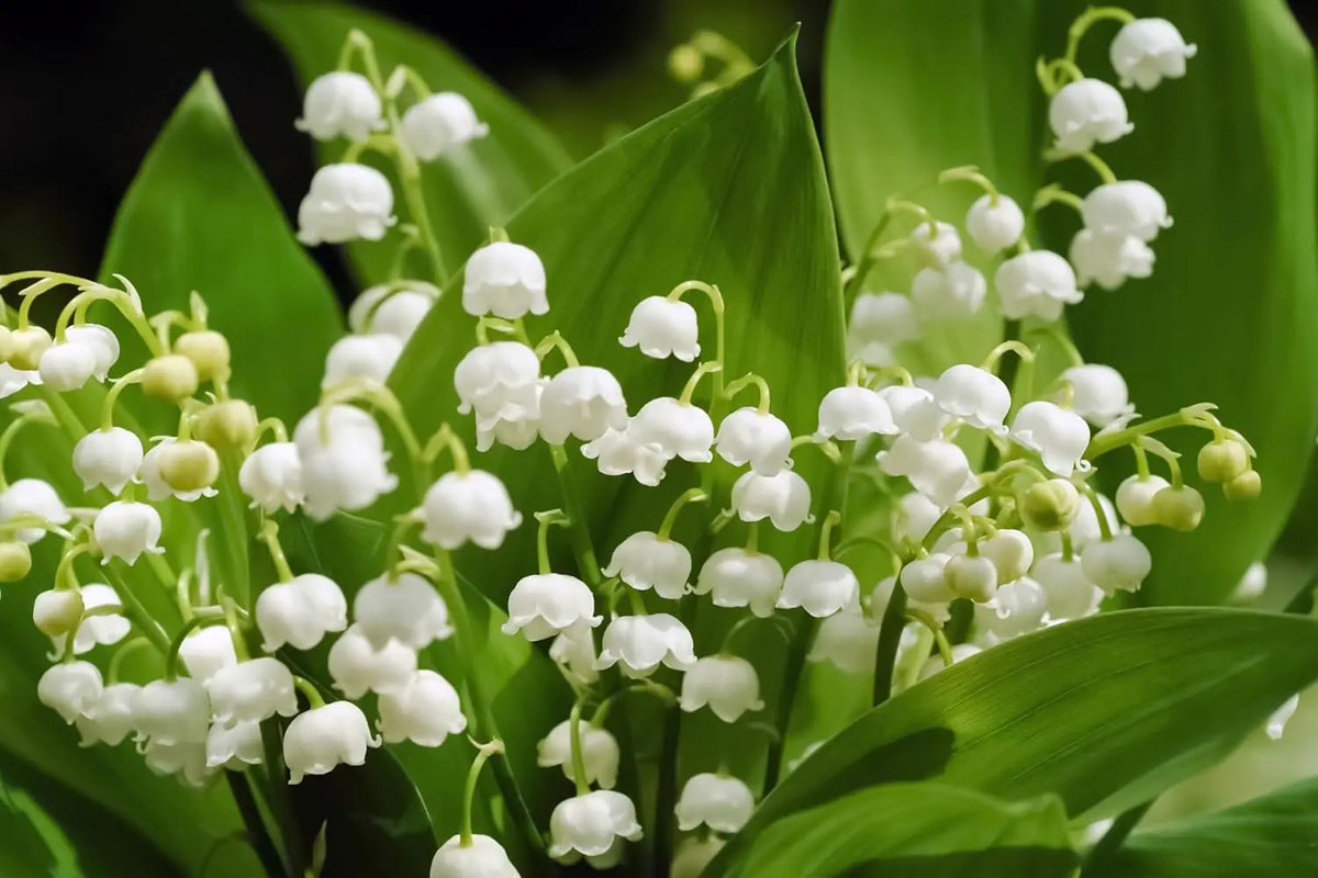 Maiglöckchen Staude von Stauden Gänge, weiße Blüten und grüne Blätter, natürliche Gartenpflanze, frische Staudenpflanze