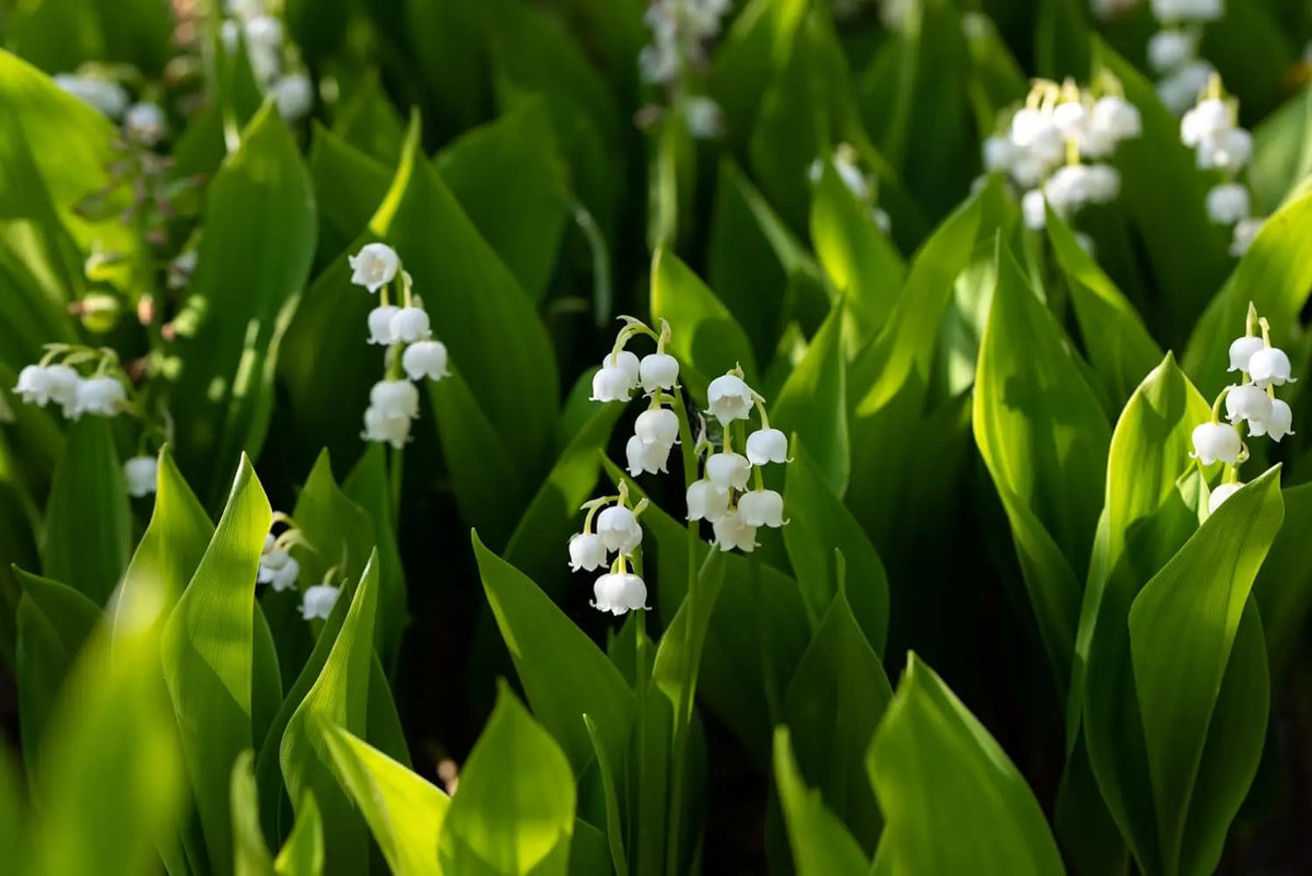 Maiglöckchen Staude von Stauden Gänge, weiße Blüten und grüne Blätter, Frühlingsblume in Garten- oder Staudenbeet