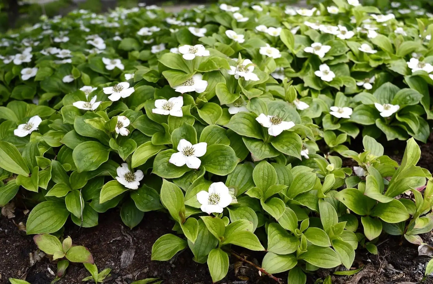 Grüne Cornus canadensis Teppich-Hartriegel Staude von Stauden Gänge, bodenbedeckende Pflanze mit kleinen Blättern.