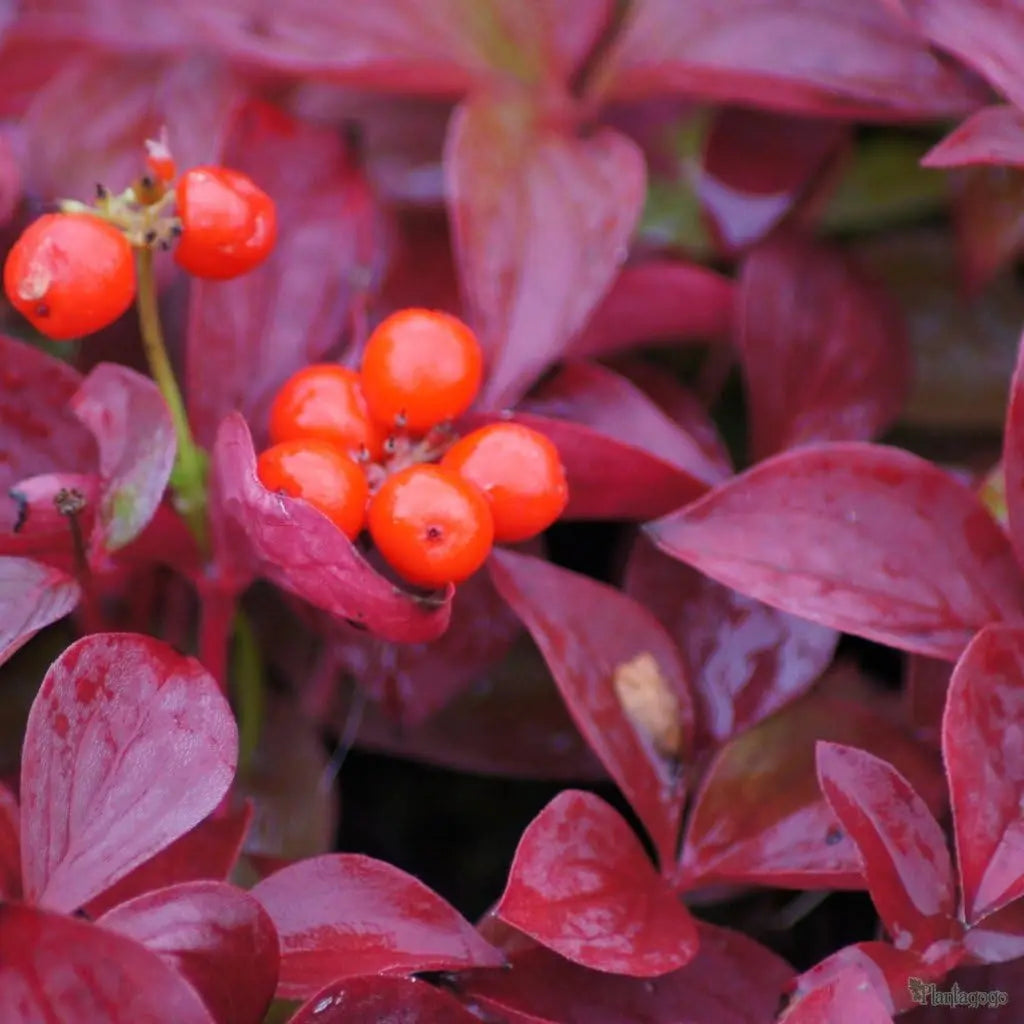 Blaue Teppich-Hartriegel Staude (Cornus canadensis) von Stauden Gänge, Bodendecker mit kleinen Blättern und weißen Blüten.