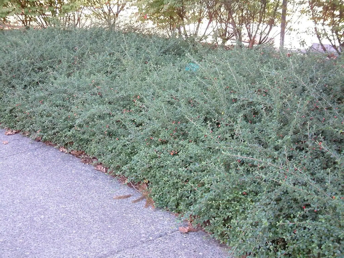 Buchsbaumstaude Cotoneaster dammeri 'Coral Beauty‘, Teppichmispel, wächst niedrig mit dunkelgrünen Blättern.
