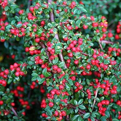 Staude Cotoneaster dammeri 'Coral Beauty' von Stauden Gänge, dicht wachsend, mit roten Beeren und glänzenden Blättern.