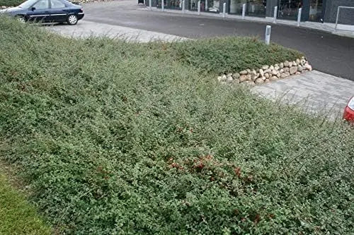 Cotoneaster dammeri 'Coral Beauty' Teppichmispel Staude von Stauden Gänge, dicht wachsend mit roten Beeren und glänzenden Blättern