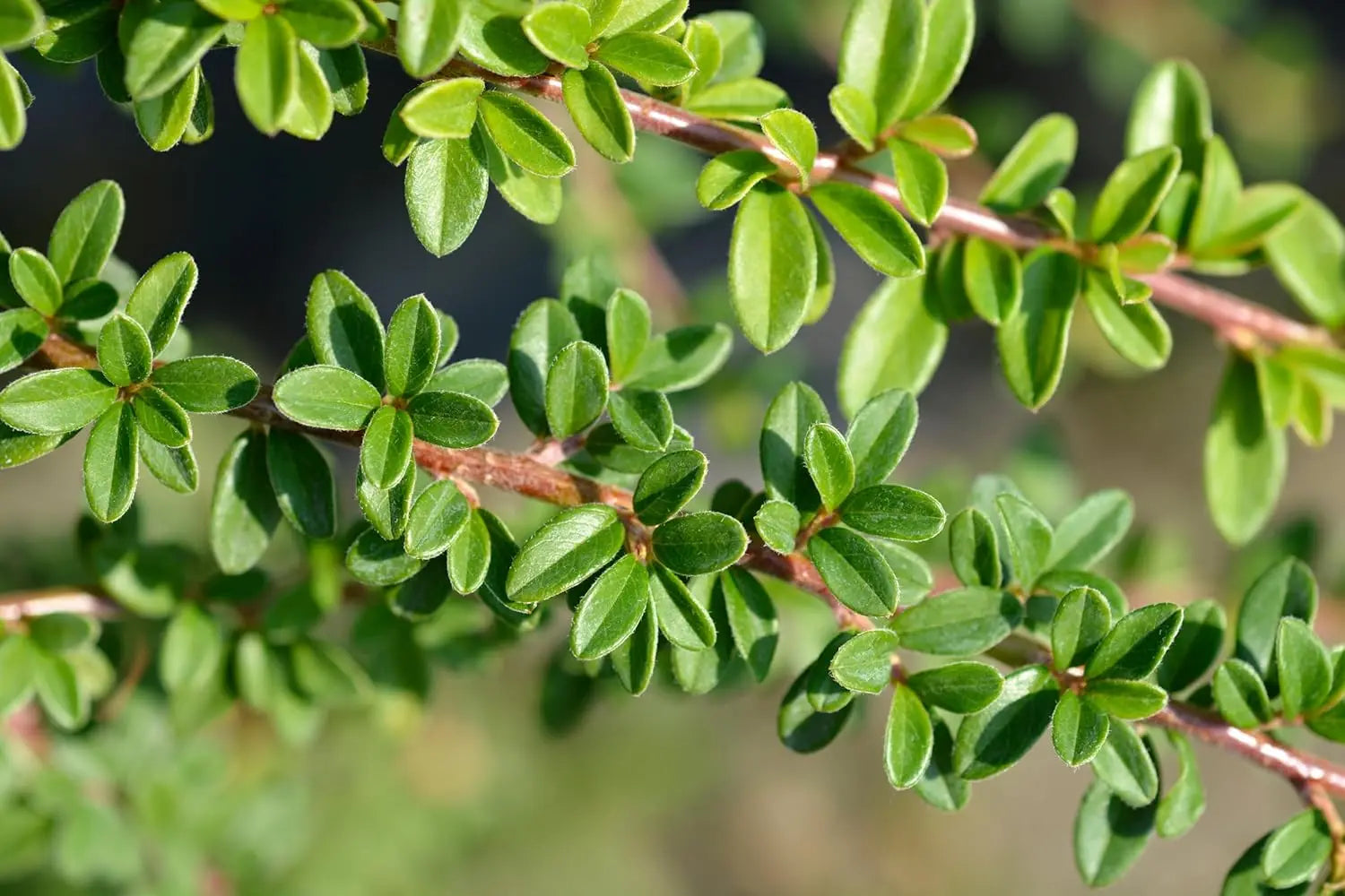 Cotoneaster dammeri 'Coral Beauty’ Staude, Teppichmispel, mit dichten, grünen Blättern und roten Beeren, von Stauden Gänge.