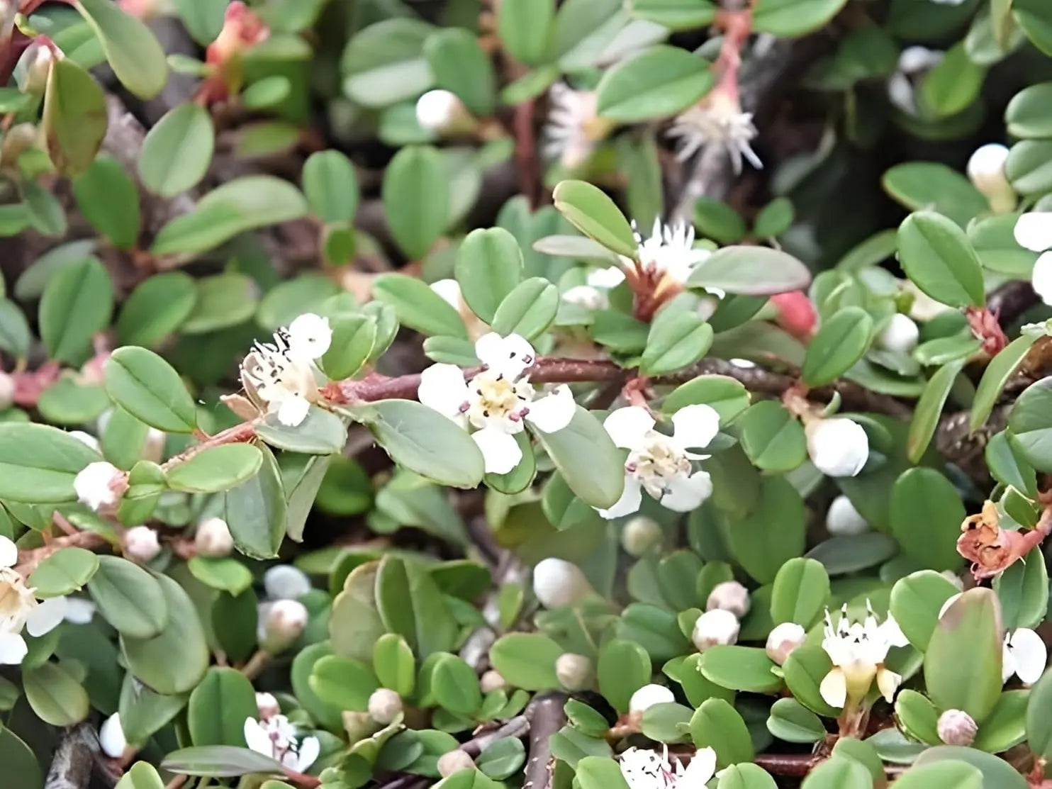 Staude Cotoneaster dammeri 'Frieders Evergreen' von Stauden Gänge, dicht wachsender Teppichmispel mit kleinen grünen Blättern.