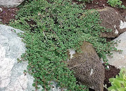 Staude Cotoneaster dammeri 'Frieders Evergreen' von Stauden Gänge, dicht wachsender Teppichmispel mit grünen Blättern.