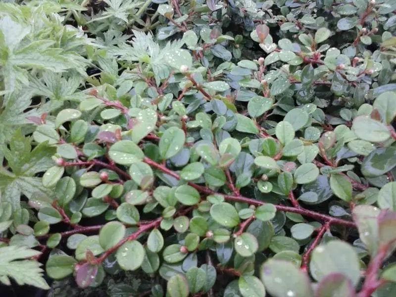 Staude Cotoneaster dammeri 'Frieders Evergreen' von Stauden Gänge, dicht wachsend, immergrünes Laub, ideal als Bodendecker