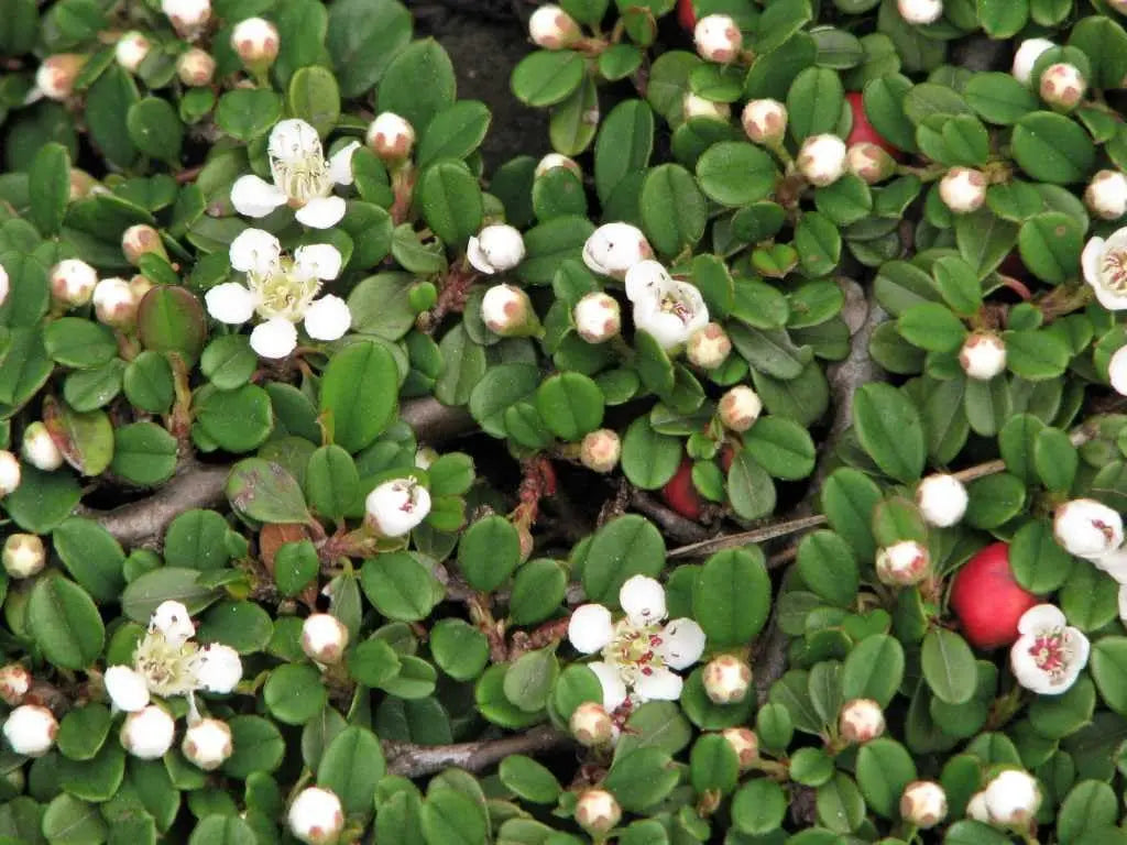 Staude Cotoneaster dammeri 'Frieders Evergreen' von Stauden Gänge, dicht wachsend, grüne Teppichmispel mit kleinen Blättern.