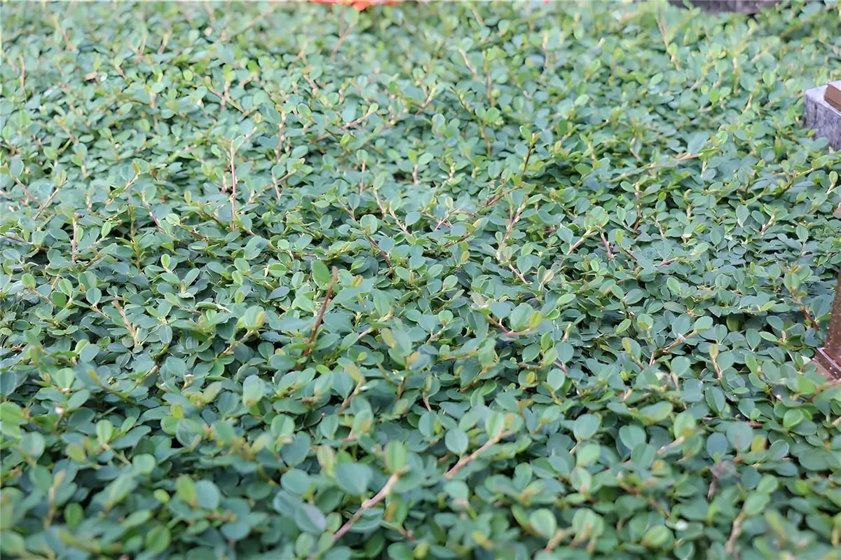 Cotoneaster dammeri 'Frieders Evergreen', Staude, dicht wachsend, grüne, kleine Blätter, Teppichmispel, Stauden Gänge