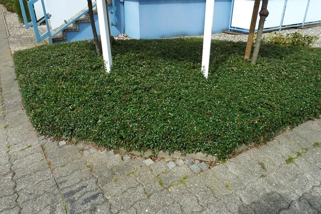 Staude Cotoneaster dammeri 'Radicans' von Stauden Gänge, bodendeckende Teppichmispel mit grünen Blättern und kleinen roten Beeren.