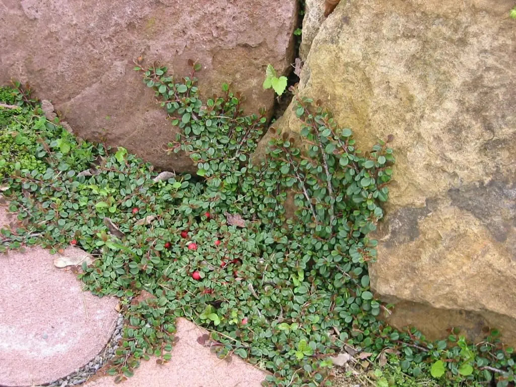 Cotoneaster dammeri 'Stribs Findling‘, Teppichmispel Staude von Stauden Gänge mit grünen, buschigen Blättern.