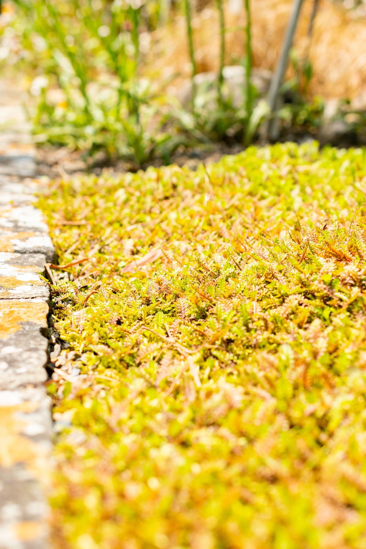 Fiederpolster Cotula / Leptinella squalida, Staude mit zarten grünen Blättern, wächst bodenbedeckend, bei Stauden Gänge.