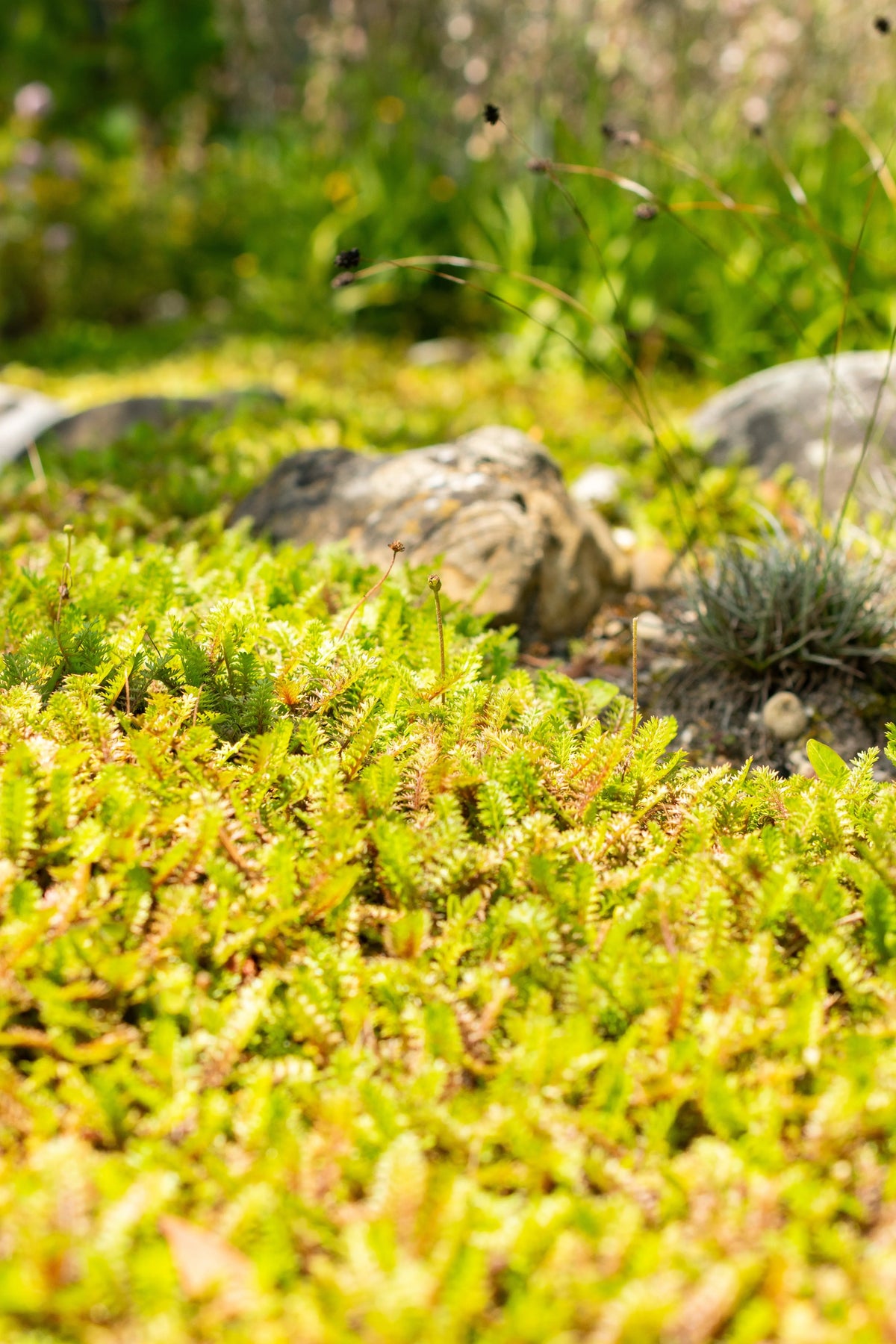 Fiederpolster (Cotula / Leptinella squalida) Staude mit zarten, fiederspaltigen Blättern, gedeiht als Bodendecker.