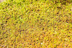 Leptinella squalida Fiederpolster, Staude von Stauden Gänge, grüne Blattpolster mit feinen Fiederblättern, Bodendecker.