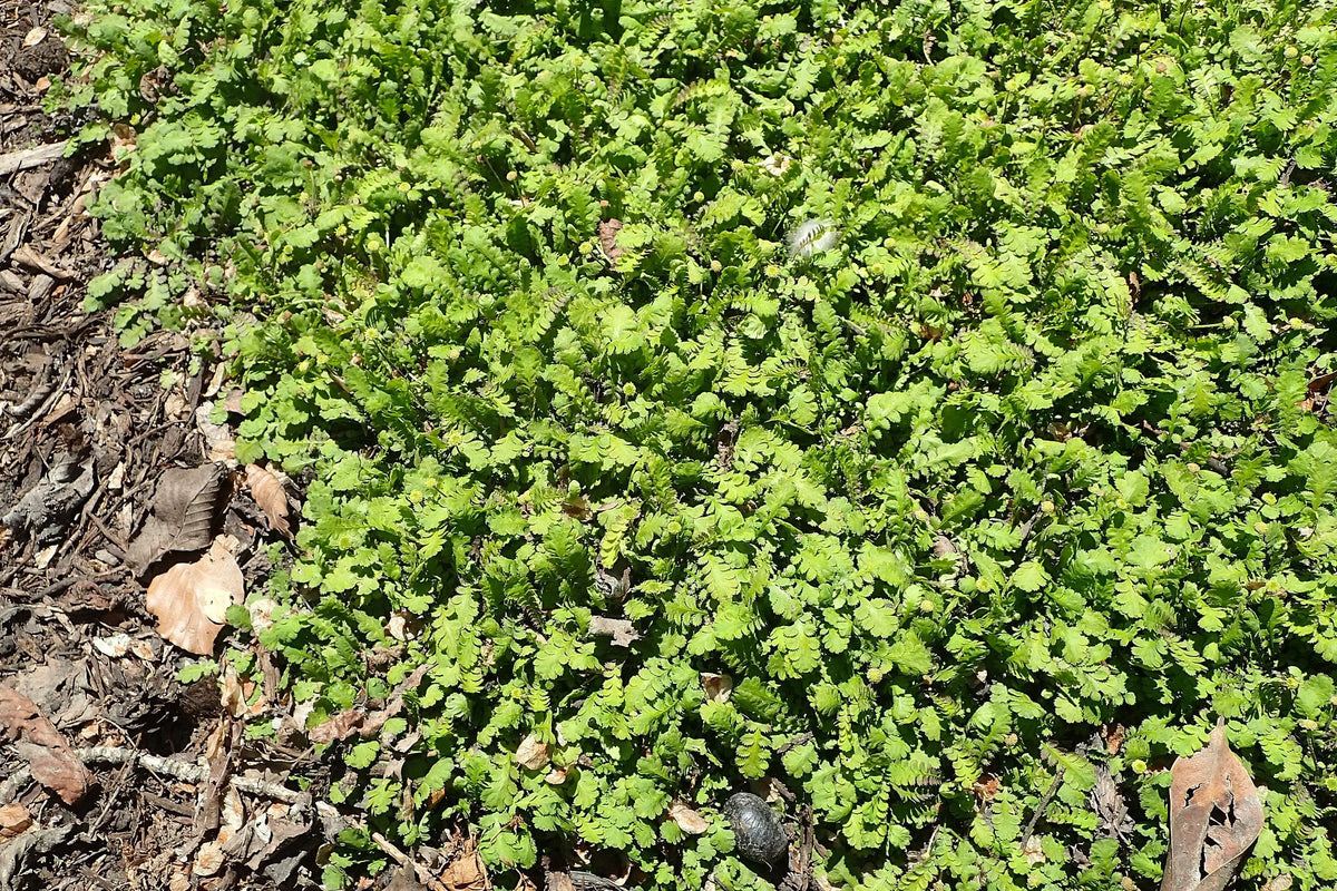 Fiederpolster Cotula / Leptinella squalida 'Minima' als robuste Staude in einem Gartenbeet, grüne Blätter, kompakte Wuchsform.