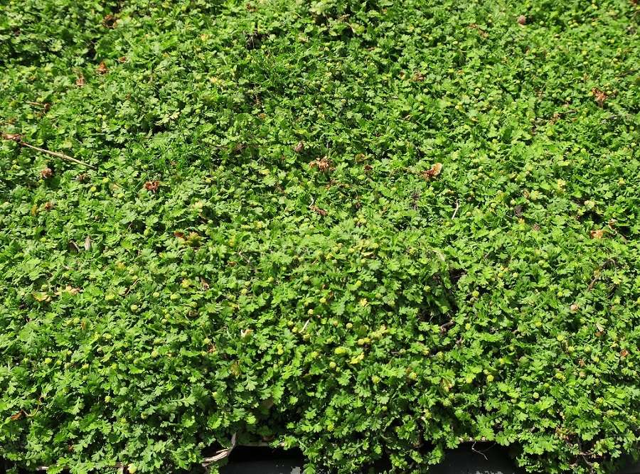 Fiederpolster Cotula / Leptinella squalida 'Minima' als Staude, grüne Polster mit kleinen Blättern, im Garten.