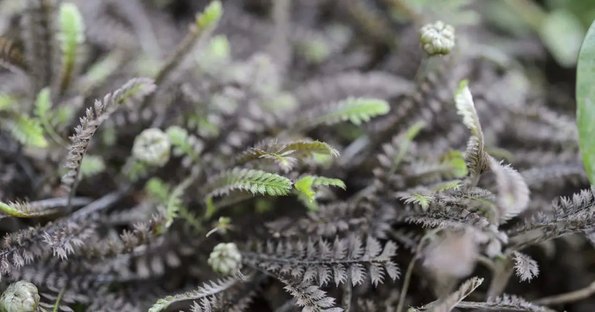 Fiederpolster Cotula / Leptinella squalida 'Platts Back' Staude, grüne, zarte Blätter, wächst als Bodendecker, bei Stauden Gänge
