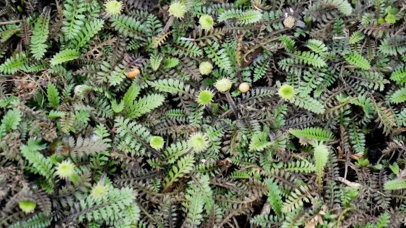 Fiederpolster Cotula / Leptinella squalida 'Platts Back' Staude, grüne,	federartige Blätter, wächst als Bodendecker