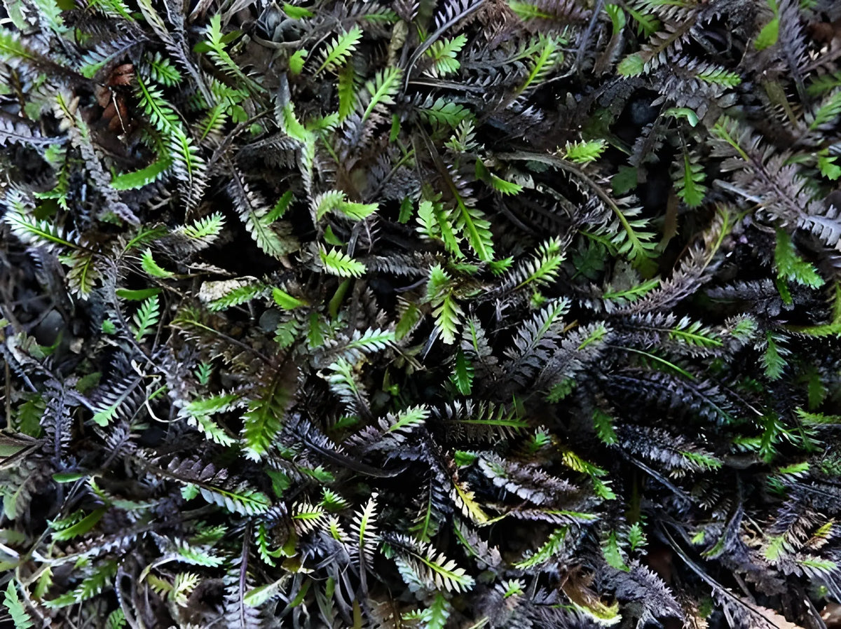 Fiederpolster Cotula / Leptinella squalida 'Platts Back' Staude, grüne, fiederartige Blätter, im Garten.