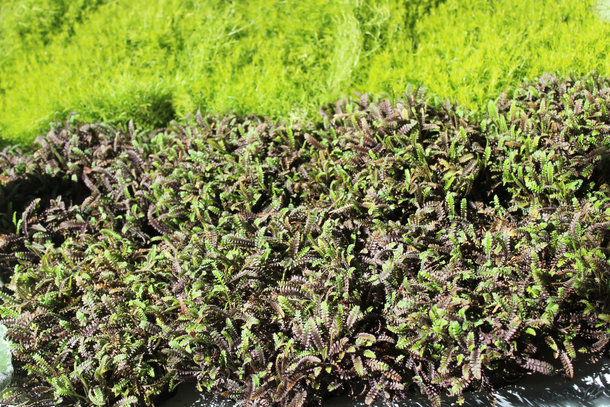 Fiederpolster Cotula / Leptinella squalida 'Platts Back' Staude, grüne, fiedrige Blätter, im Garten bei Stauden Gänge.