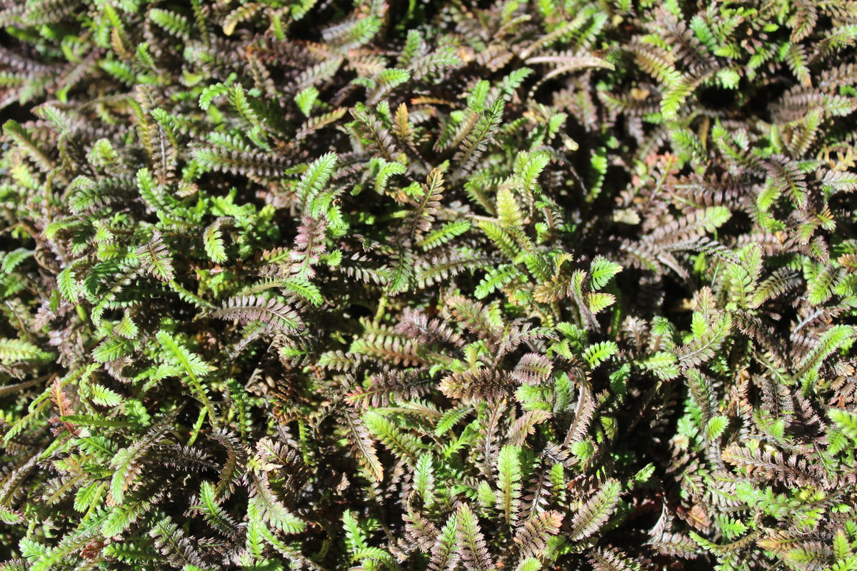 Fiederpolster Cotula / Leptinella squalida 'Platts Back' als Staude in einem Garten, grüne, zarte Blätter, natürliche Pflanze von Stauden Gänge