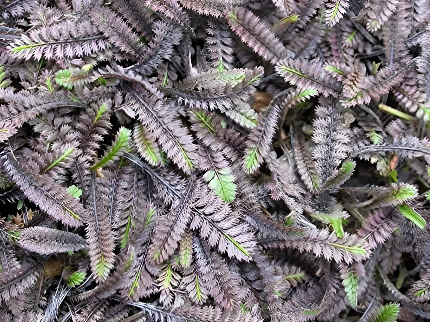 Fiederpolster Cotula / Leptinella squalida 'Platts Back' Staude, grüne Blätter, wächst bodenbedeckend, bei Stauden Gänge