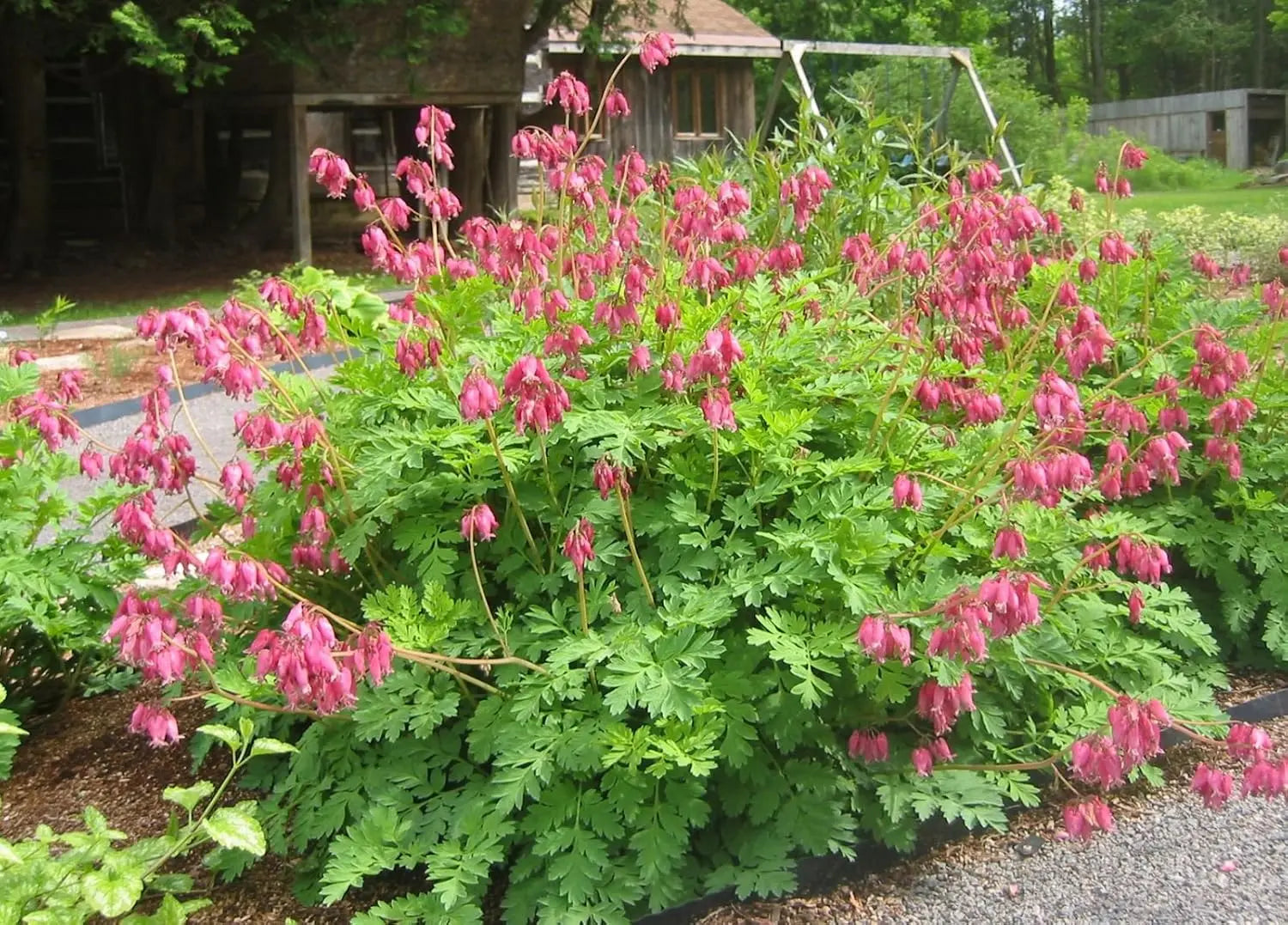 Dicentra formosa 'Luxuriant', eine kleine Herzblume Staude mit zarten pinken Blüten, von Stauden Gänge.