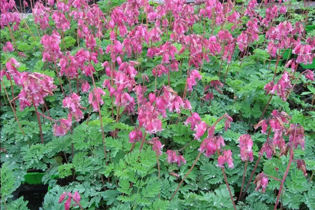Dicentra formosa 'Luxuriant', eine zwergige Herzblume Staude von Stauden Gänge, mit zarten, herzförmigen Blüten.
