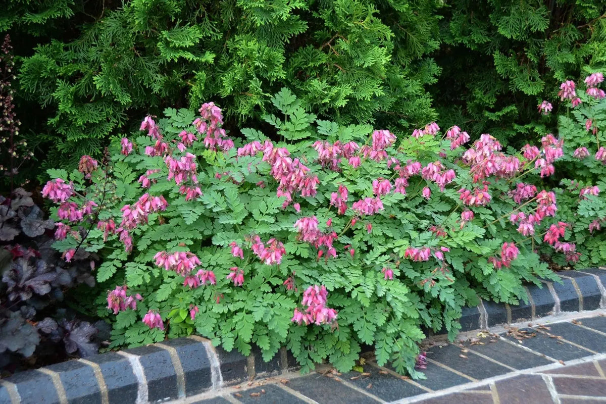 Dicentra formosa 'Luxuriant', Zwerg-Herzblume Staude von Stauden Gänge, blühende Pflanze mit herzförmigen Blüten in Garten.