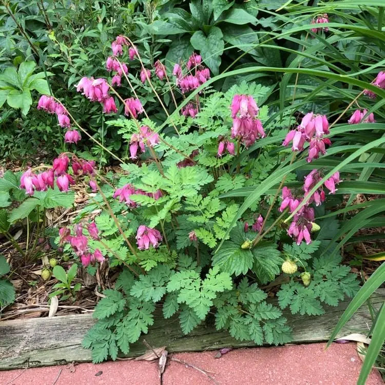 Dicentra formosa 'Luxuriant', eine zwergige Herzblume Staude von Stauden Gänge, mit herzförmigen Blüten und grünen Blättern.