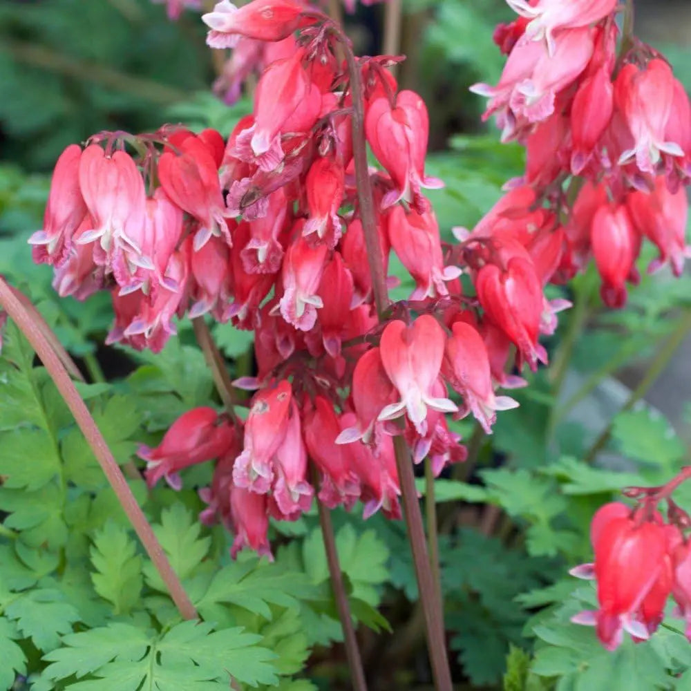 Dicentra formosa 'Luxuriant', kleine Herzblume Staude, blühende Pflanze mit herzförmigen Blüten, von Stauden Gänge.