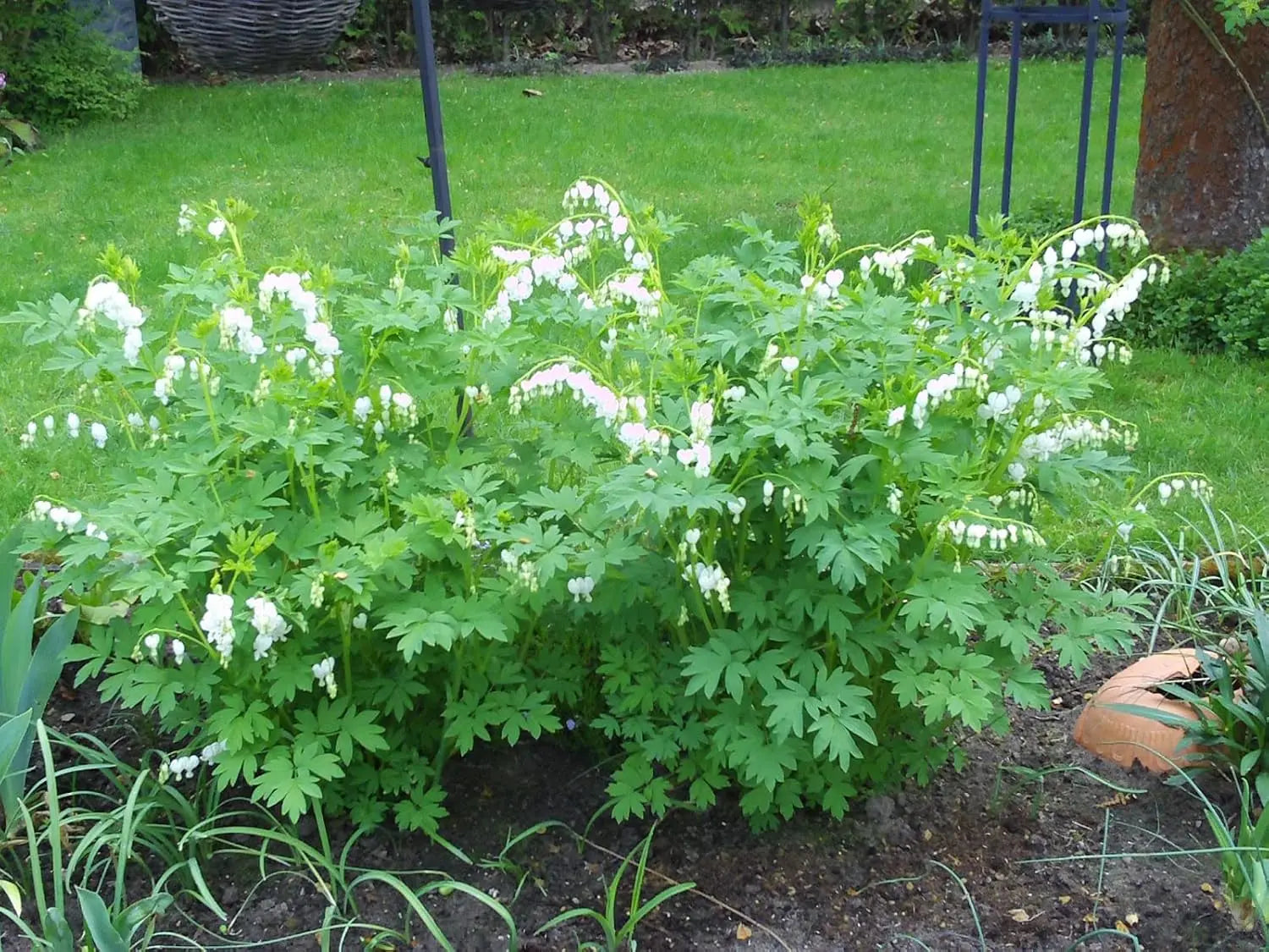 Weiße Dicentra spectabilis 'Alba' Tränendes Herz Staude mit herzförmigen Blüten, wächst in einem Garten bei Stauden Gänge