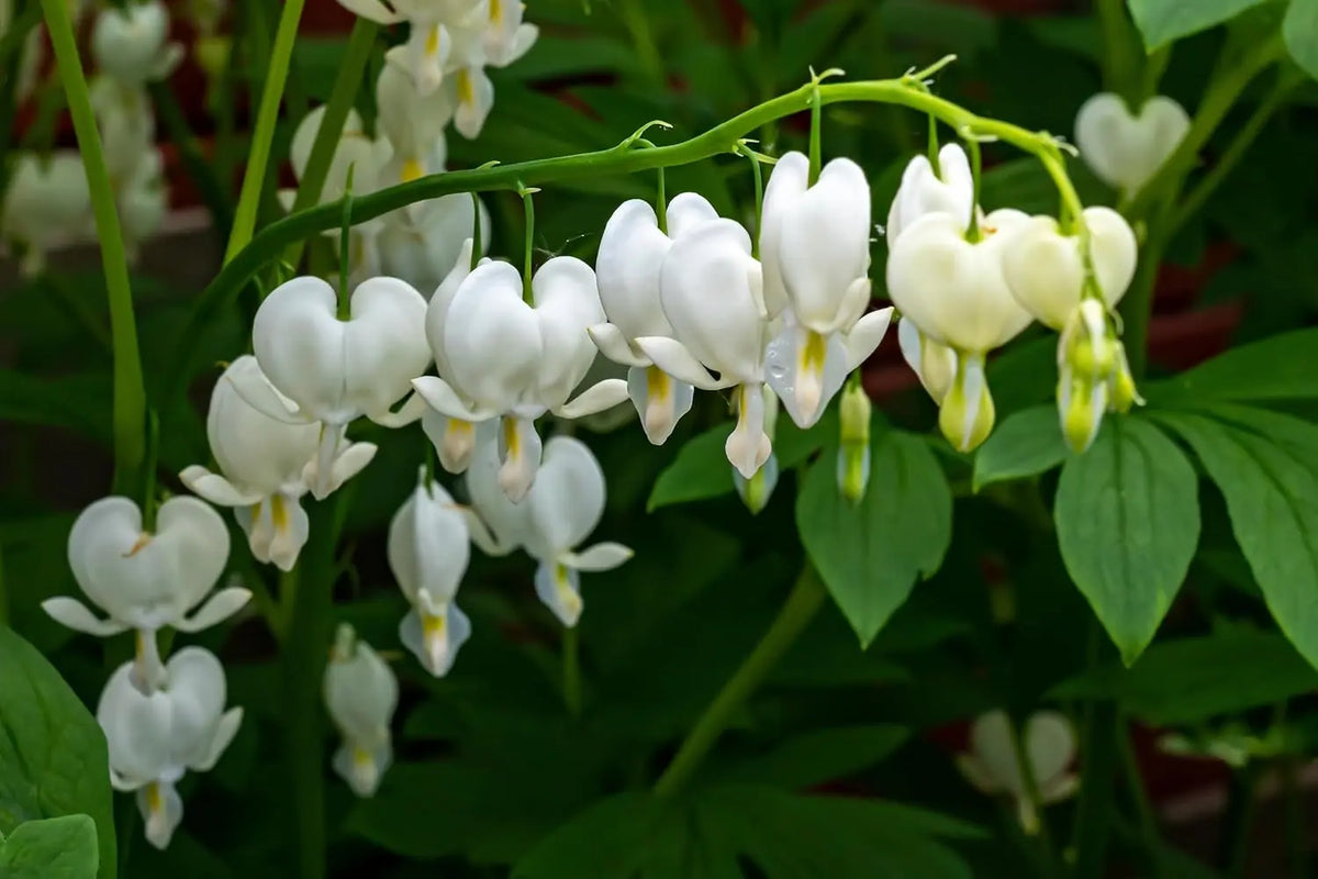 Weiße Dicentra spectabilis 'Alba' Staude, Tränendes Herz, mit zarten, herzförmigen Blüten, Stauden Gänge.