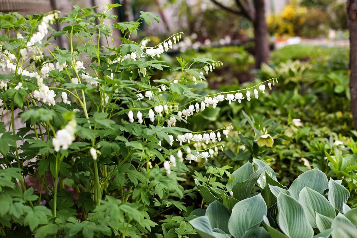 Weiße Dicentra spectabilis 'Alba' Tränendes Herz Staude von Stauden Gänge, blühende Pflanze mit herzförmigen Blüten in Garten.