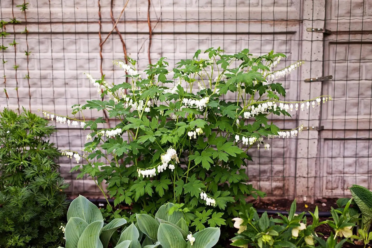 Weiße Dicentra spectabilis 'Alba' Tränendes Herz Staude, blühend mit herzförmigen Blüten, Stauden Gänge.