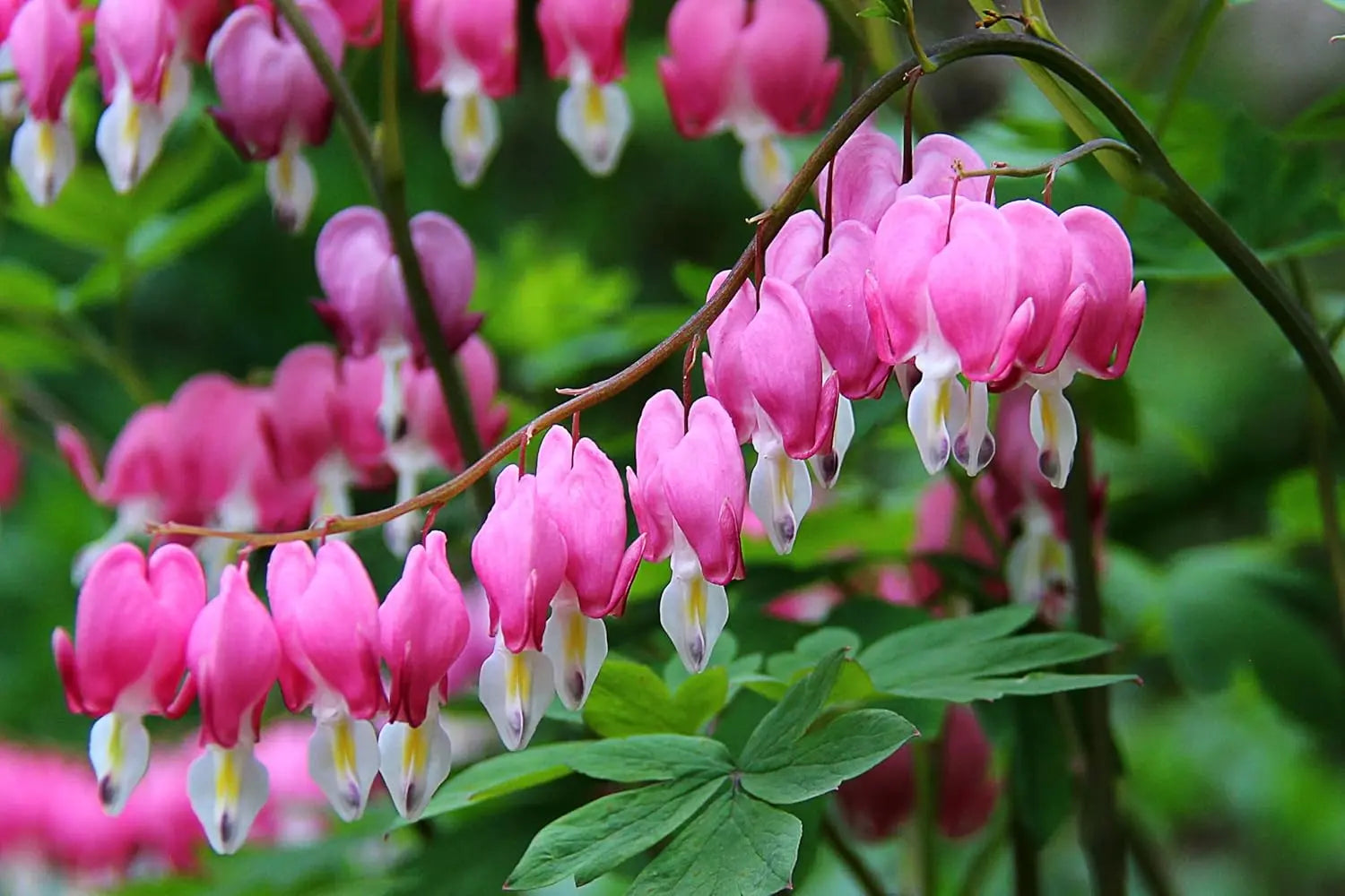 Bunte Dicentra spectabilis Staude mit herzförmigen Blüten, Tränendes Herz, von Stauden Gänge, im Garten.