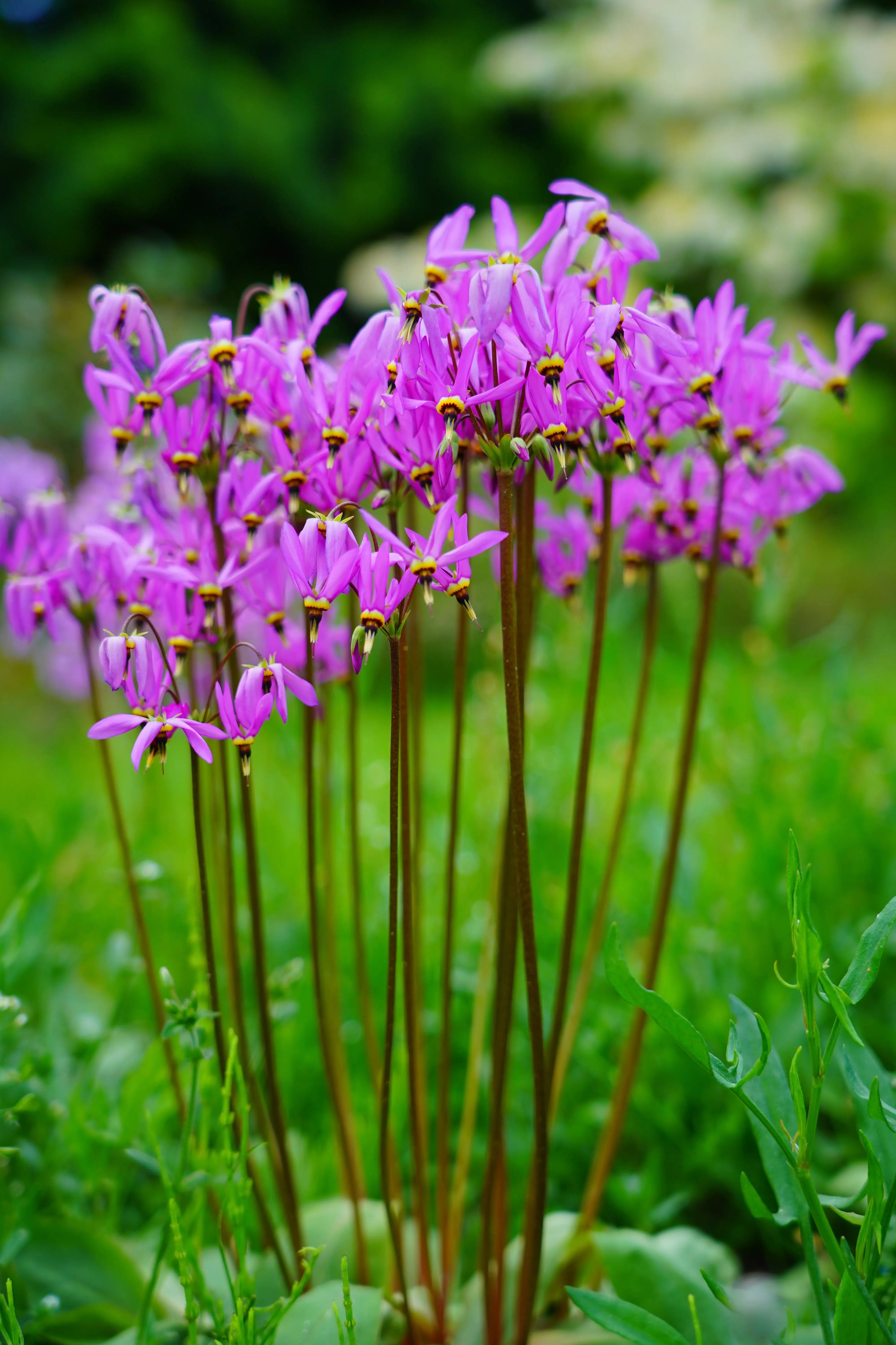 Bunte Götterblume (Dodecatheon meadia) Staude mit weißen und rosa Blüten, im Garten.