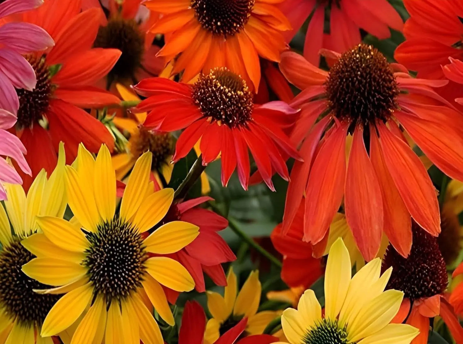 Echinacea purpurea 'Cheyenne Spirit' Scheinsonnenhut Staude, blühende lila Blüten, Stauden Gänge, Gartenpflanze