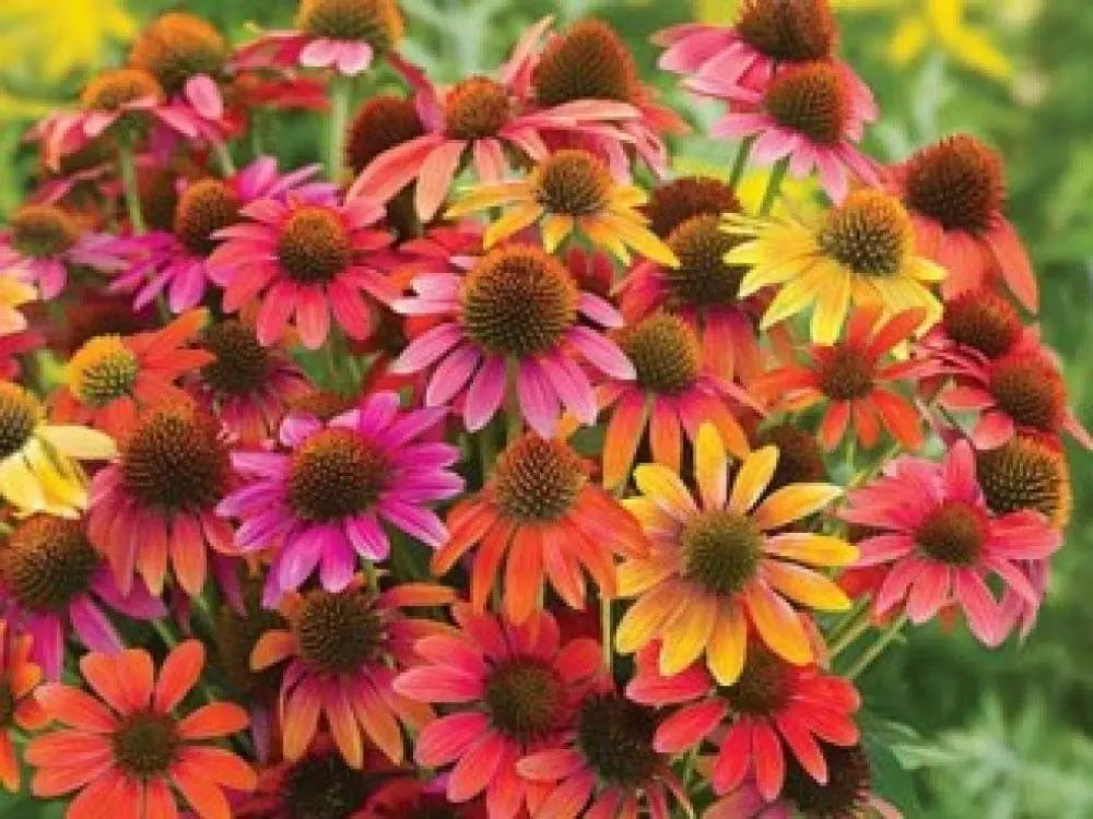 Bunte Echinacea purpurea 'Cheyenne Spirit' Staude mit lila Blüten, wächst im Garten, von Stauden Gänge.