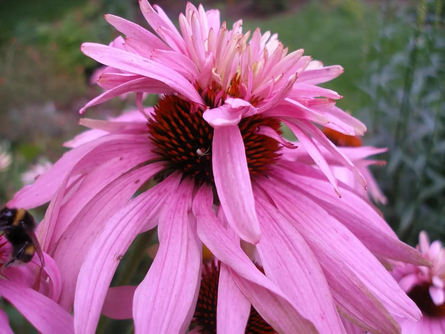 Doppelt blühender Echinacea purpurea ‚Double Decker‘ Scheinsonnenhut, Staude mit rosa Blüten und kräftigem Grün, Stauden Gänge