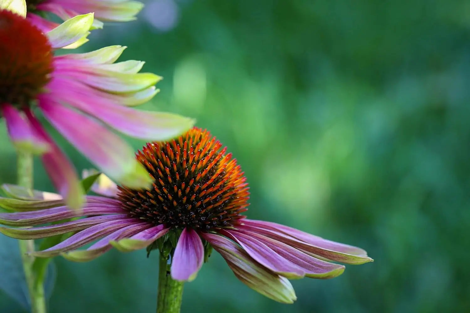 Echinacea purpurea 'Green Twister', Scheinsonnenhut Staude mit grünen Blüten, Stauden Gänge, im Garten wachsend