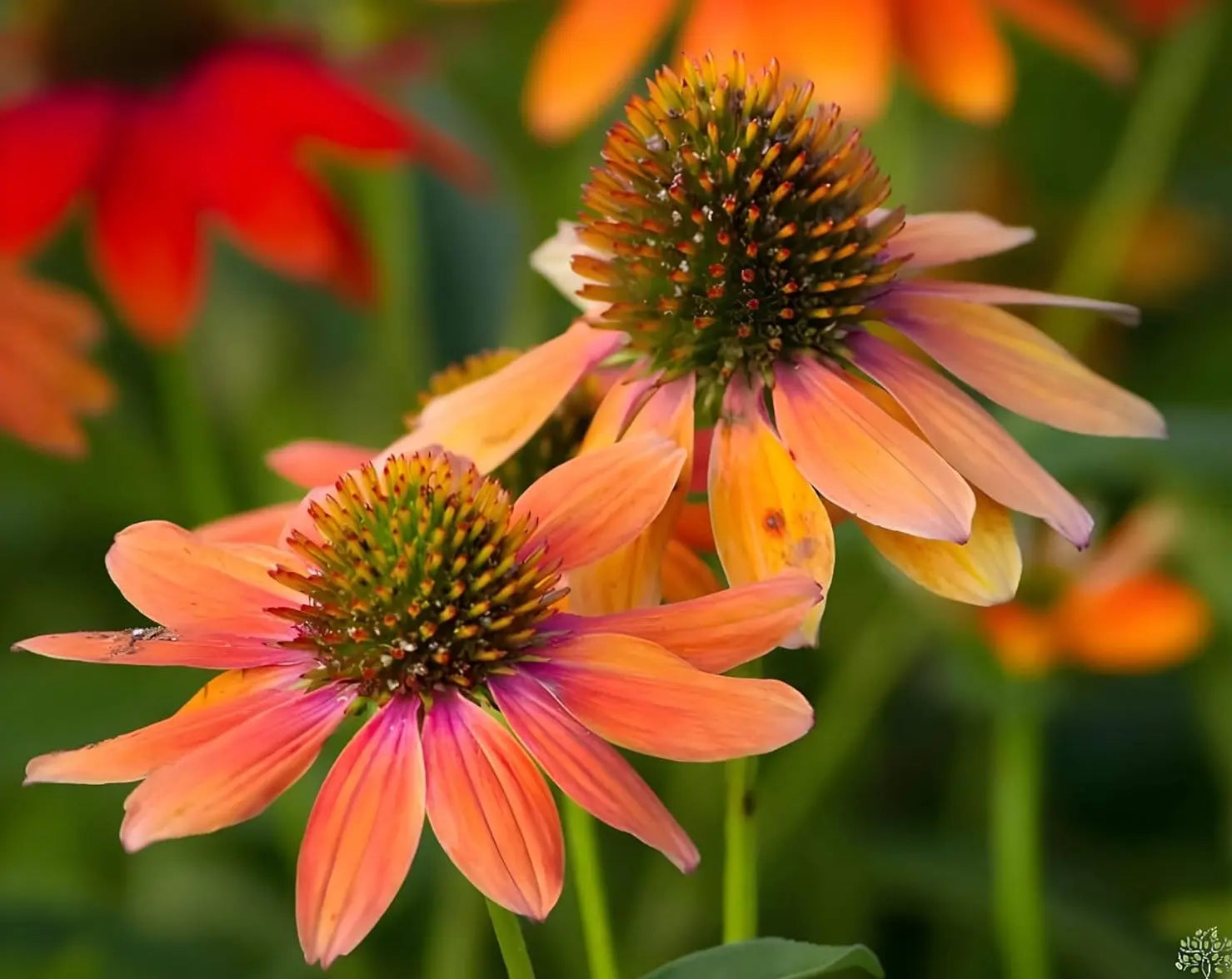 Bunte Echinacea purpurea ‚Lakota Orange‘ Staude mit orangefarbenen Blüten, wächst im Garten, Stauden Gänge.