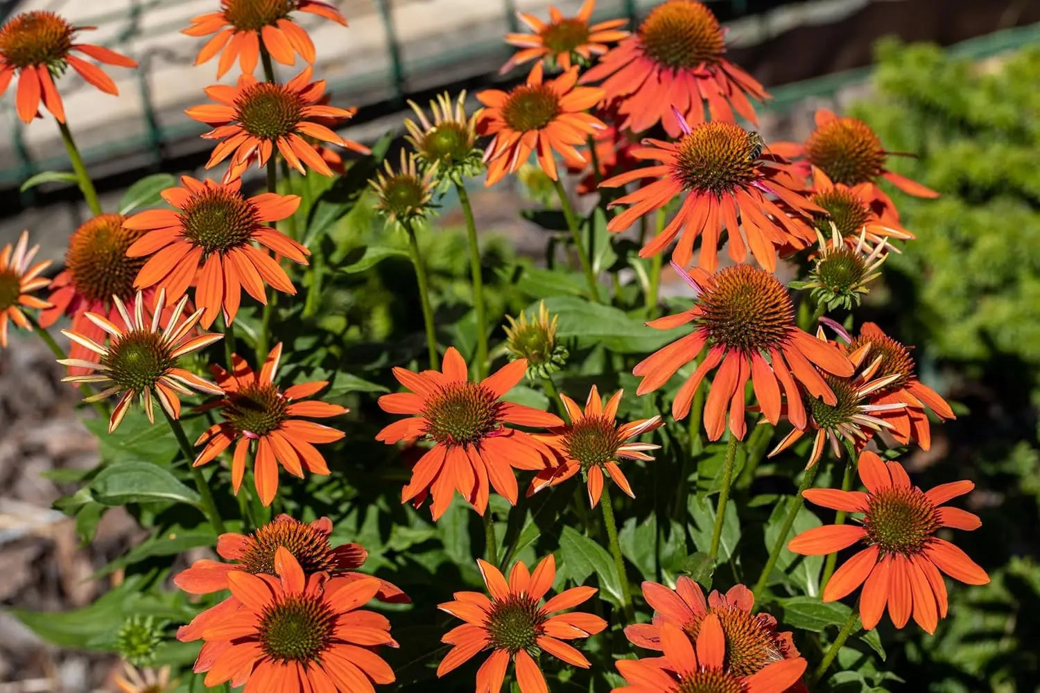 Echinacea purpurea ‚Lakota Orange‘ Scheinsonnenhut, Staude mit orangefarbenen Blüten, von Stauden Gänge, detailreiche Ansicht