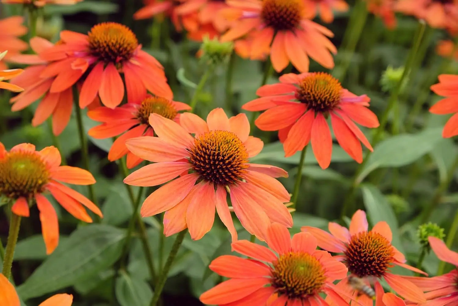 Bunte Echinacea purpurea ‚Lakota Orange‘ Staude mit orangefarbenen Blüten, Stauden Gänge, Nahaufnahme der blühenden Pflanze