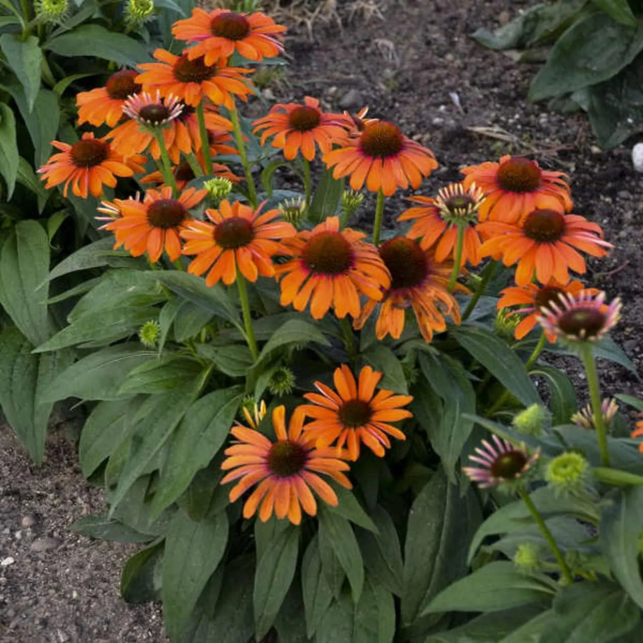 Bunte Echinacea purpurea ‚Lakota Orange‘ Staude mit orangefarbenen Blüten, Stauden Gänge, Nahaufnahme